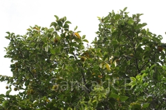 Artocarpus hirsutus